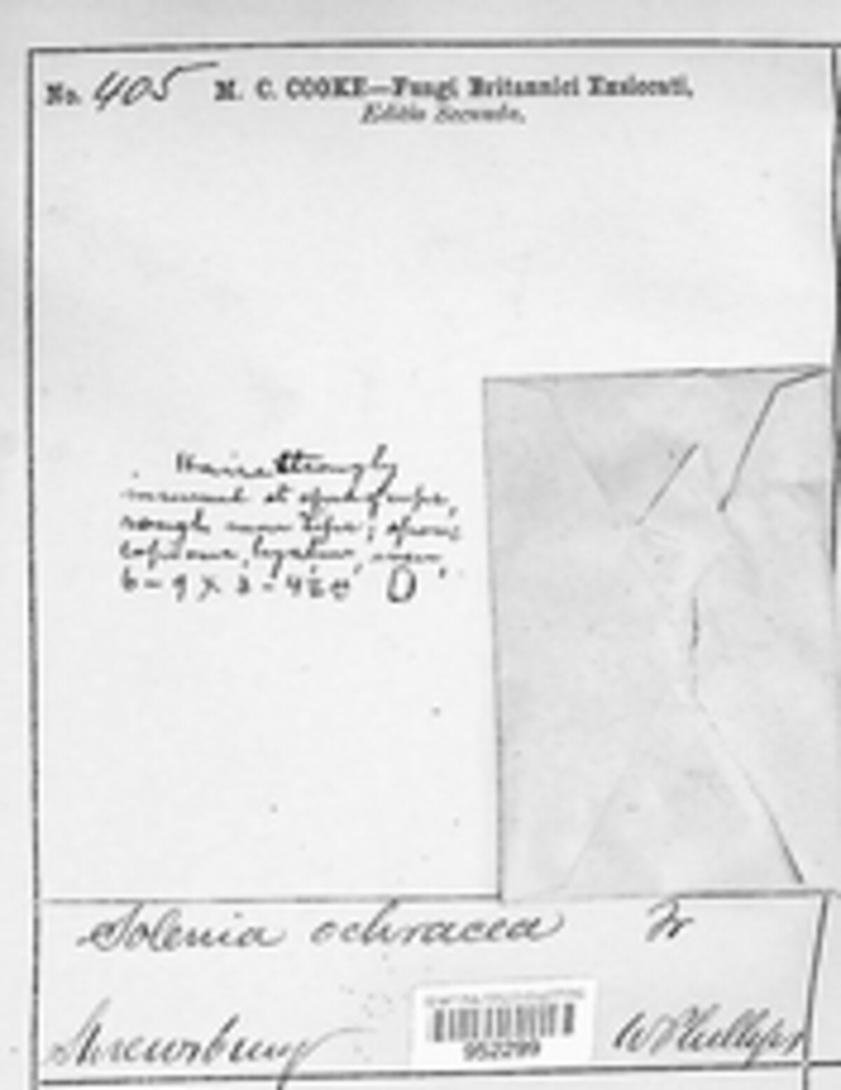 Maireina ochracea image